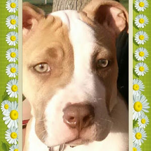 Meet your Posher, Dagan